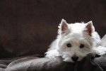 Photo West Highland White Terrier