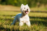 Photo West Highland White Terrier