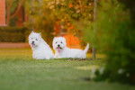 Photo West Highland White Terrier