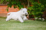 Photo West Highland White Terrier