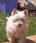 Noisette - West Highland White Terrier (14 ans)