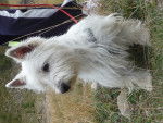 Caly - West Highland White Terrier (4 ans)