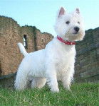 White Pearl - West Highland White Terrier (6 mois)