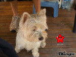 Bambou - West Highland White Terrier Mâle