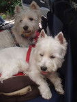 diabolo et renvenga - West Highland White Terrier Mâle (3 ans)