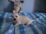 étoile - West Highland White Terrier (2 mois)