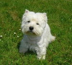 Binia - West Highland White Terrier (3 ans)