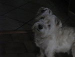 Azur - West Highland White Terrier Mâle (6 ans)