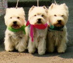 Chivers, - West Highland White Terrier