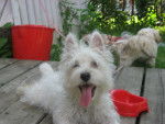Emma - West Highland White Terrier (5 mois)