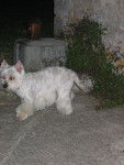 Orphée - West Highland White Terrier (13 ans)