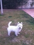 Lolo - West Highland White Terrier Mâle (1 an)