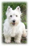 Atenea - West Highland White Terrier (1 an)