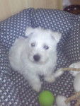 Haka Maori - West Highland White Terrier Mâle (2 mois)