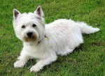 tutifruit (décédé) - West Highland White Terrier (6 ans)