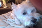 Teeko - West Highland White Terrier Mâle (7 ans)