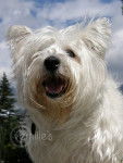 Fibi - West Highland White Terrier (3 ans)