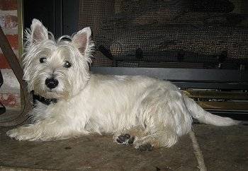 Pinon - West Highland White Terrier (3 ans)