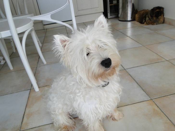Fripouille - West Highland White Terrier Mâle (1 an)