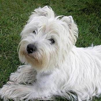 Elila - West Highland White Terrier (6 ans)