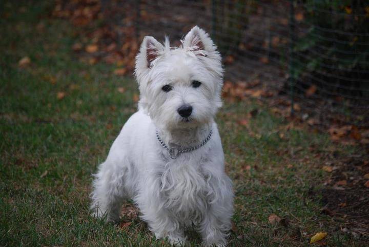Gus (CKC) - West Highland White Terrier Mâle (9 ans)