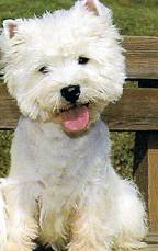 Rudy - West Highland White Terrier Mâle (7 ans)