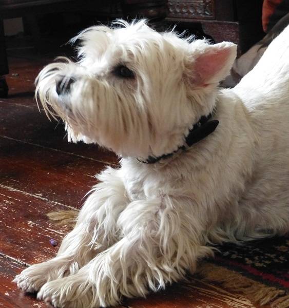 Pebble - West Highland White Terrier Mâle (11 ans)