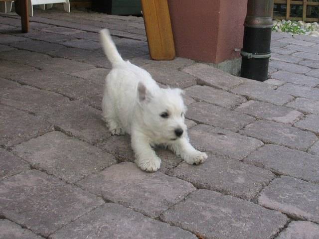 Nico - West Highland White Terrier Mâle (3 mois)