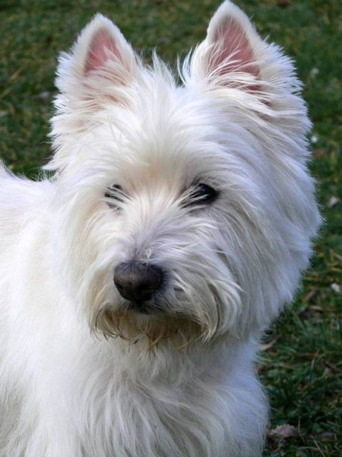 Felix - West Highland White Terrier Mâle (6 mois)