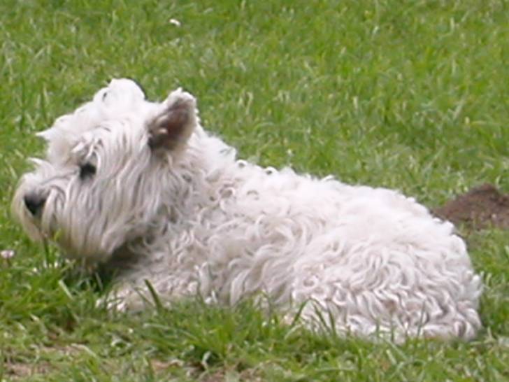 Peluche - West Highland White Terrier Mâle (10 ans)