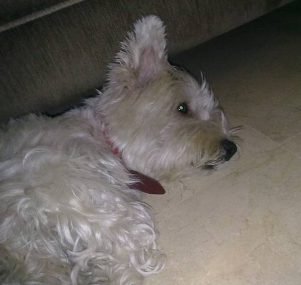 Clariii!:D - West Highland White Terrier (7 ans)