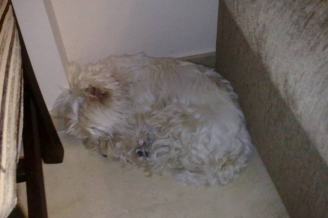 Claruchi(: - West Highland White Terrier (7 ans)