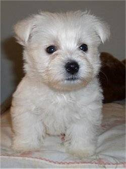 YOURI - West Highland White Terrier Mâle (6 mois)