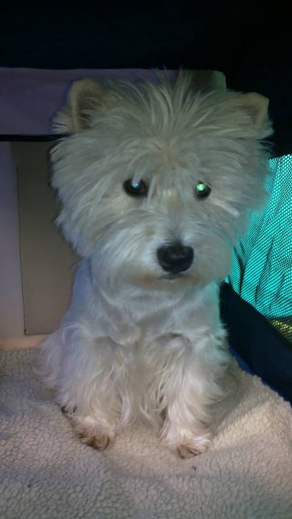 Ronja - West Highland White Terrier (2 ans)
