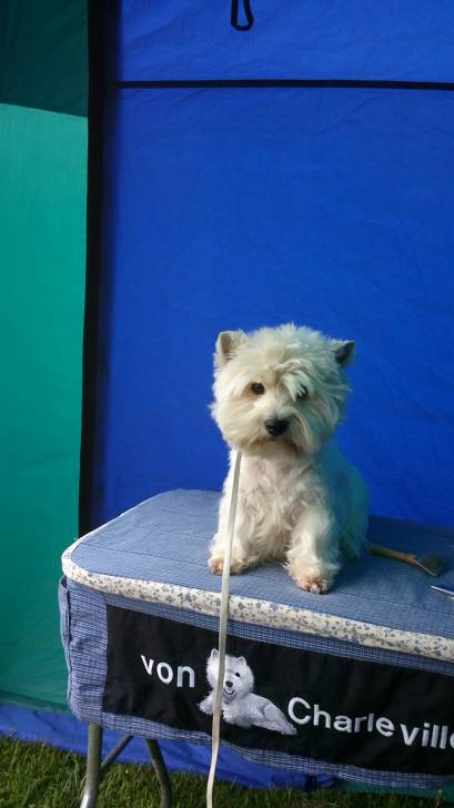 Cecile - West Highland White Terrier (2 ans)