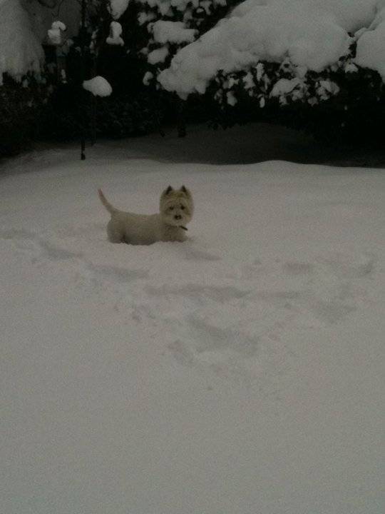 Scamp - West Highland White Terrier Mâle (10 ans)