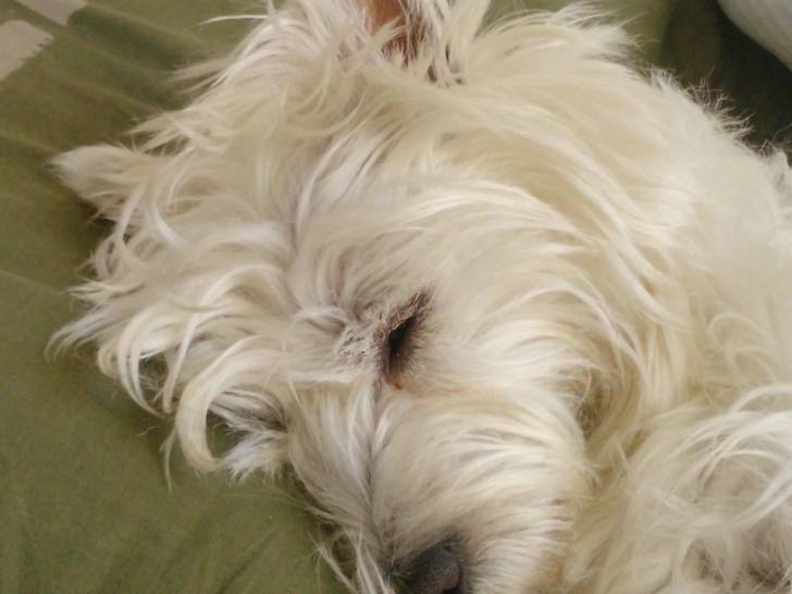 Cracote - West Highland White Terrier (2 ans)