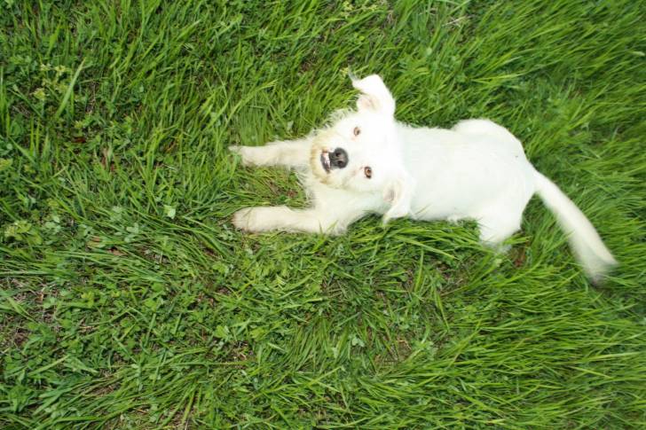 Jack - West Highland White Terrier Mâle (6 ans)
