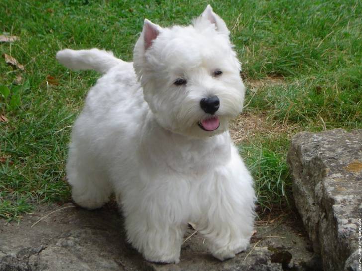 Matisse - West Highland White Terrier Mâle (14 ans)