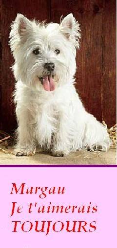 Margau - West Highland White Terrier (13 ans)