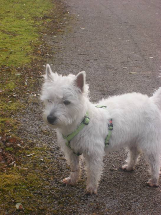 dalia - West Highland White Terrier (3 ans)