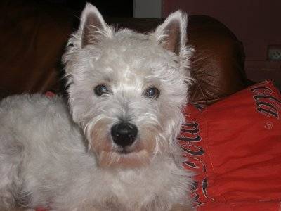 dalia mon amour - West Highland White Terrier (3 ans)