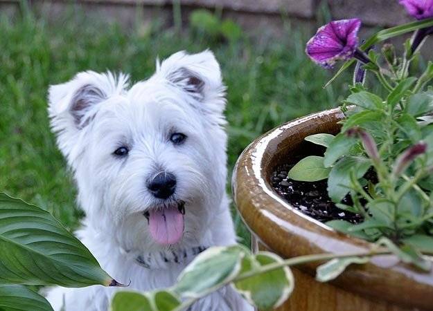 Snowflake - West Highland White Terrier (3 ans)