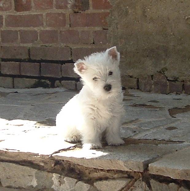 Joy - West Highland White Terrier Mâle (4 mois)