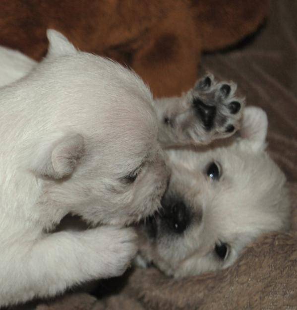 Boby et Poly - West Highland White Terrier Mâle (6 mois)