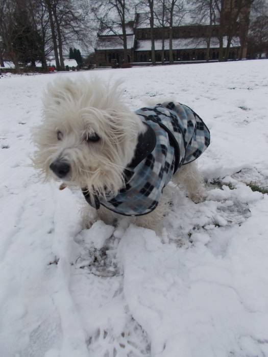 Millie - West Highland White Terrier (4 ans)