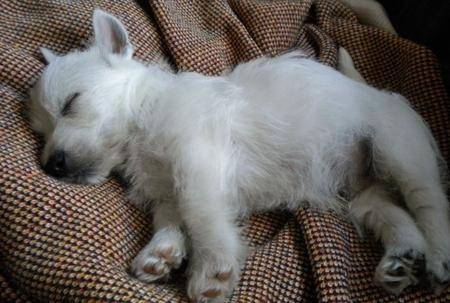 Luna - West Highland White Terrier (10 mois)