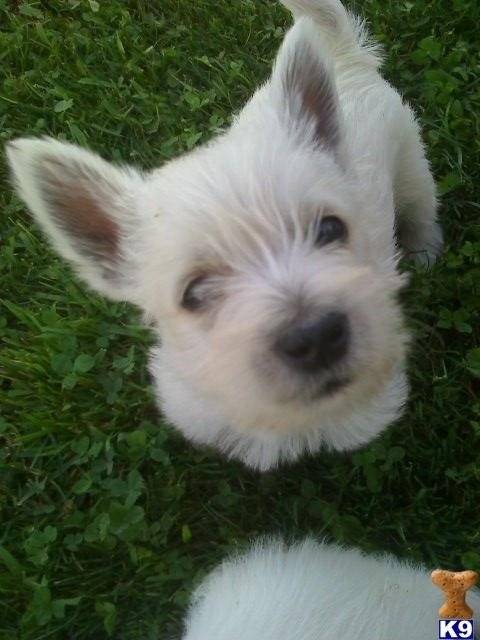 Luna - West Highland White Terrier (10 mois)