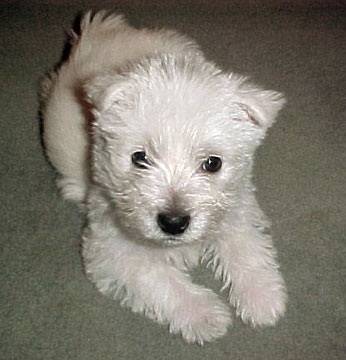 Luna - West Highland White Terrier (10 mois)