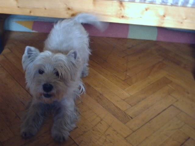Parsifal - West Highland White Terrier Mâle (12 ans)